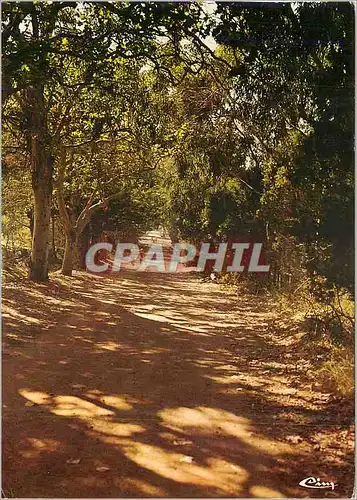Cartes postales moderne Ile de Porquerolles (Var) Le Chemin de la Courtade et les Eucalyptus