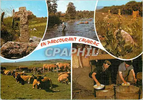 Cartes postales moderne En Parcourant l'Aubrac Vaches