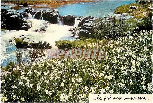 Cartes postales moderne Le Pre aux Narcisses