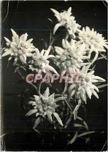 Cartes postales moderne Edelweiss