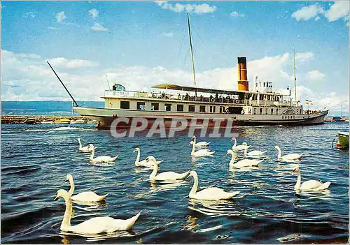 Moderne Karte Le Lac Leman (France Suisse) Les Cygnes Bateau