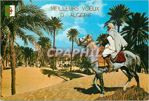 Moderne Karte Meilleurs Voeux d'Algerie Dans la Palmeraie cavalier Cheval