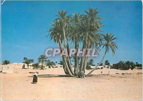 Cartes postales moderne Douz Un Bouquet de Palmiers