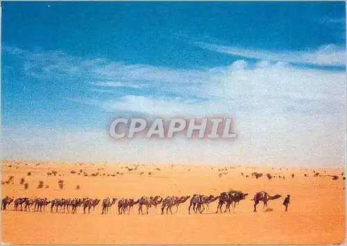 Cartes postales moderne Des Iles de Paix au Tiers Monde pour un Changement en Profondeur Chameaux