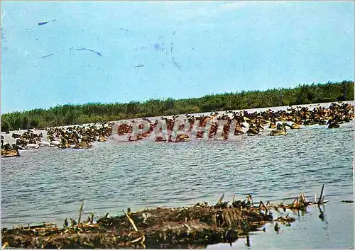Cartes postales moderne Delta Dunaril Colonie de Pelicani