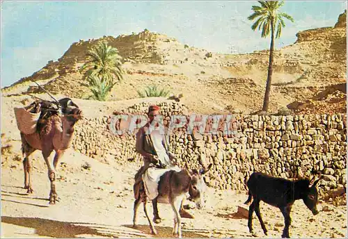 Cartes postales moderne Tunisie Chenini de Tataouine Ane Donkey