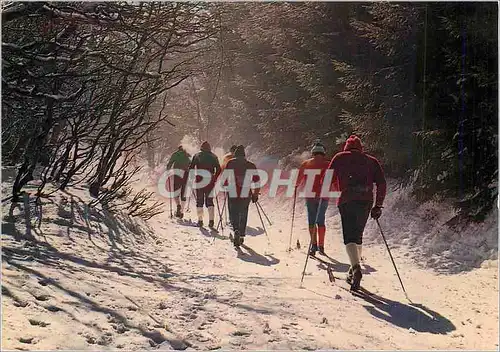 Cartes postales moderne Promenade en Foret Ski