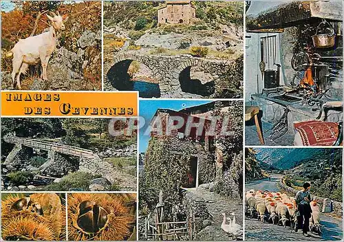 Cartes postales moderne Les Cevennes Touristiques En Souvenir d'une promenade Cevenole Chevre Moutons Oies