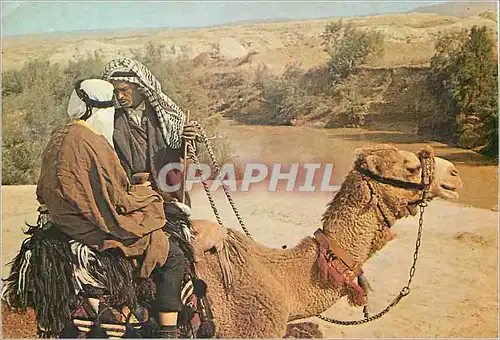Cartes postales moderne Jordan River Chameau