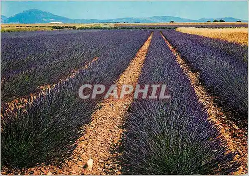 Cartes postales moderne Les Champs de Lavande