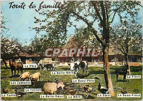 Cartes postales moderne Toute la Famille Ferme Cheval Vache Ane Donkey Chevre Cochon Poule Oie
