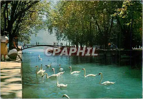 Cartes postales moderne Lac d'Annecy Terre de Beaute Le Vasse et sa Voute de Verdure pres du Pont des Amours Cygnes