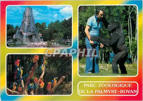Cartes postales moderne Parc Zoologique de La Palmyre Royan (Ch Mme) a 10 km de Royan Singe Flamants roses Perroquets