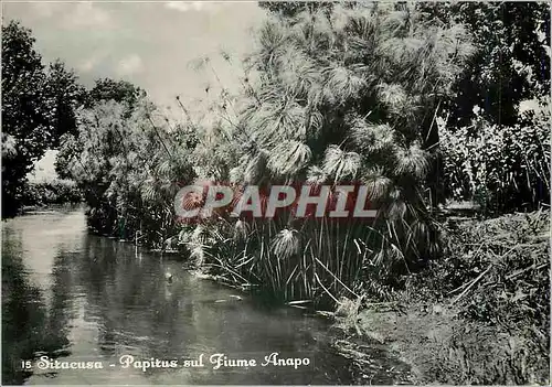 Moderne Karte Siracusa Papirus sul Jiume Anapo Papyrus on the River Anapo