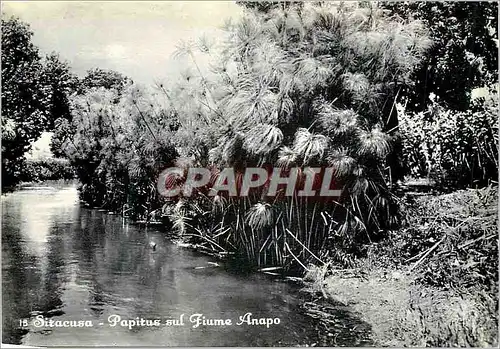 Moderne Karte Siracusa Papirus sul Jiume Anapo Papyrus sur le Fleuve Anapo