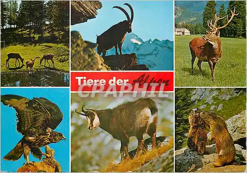 Cartes postales moderne Tiere der Alpen Von links nach rechts Rene Steinbock Hiroch Aigle Cerf Marmotte