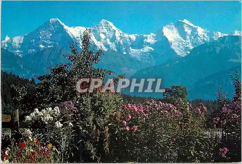 Cartes postales moderne Jungfrau 4158 m Beatenberg 1200 m Finsteraarhorn 4274 m Eiger 3970 m