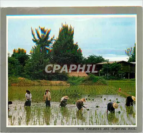 Cartes postales moderne Thai Farmers are Transplanting the Seeding
