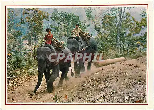 Moderne Karte Two Elephants Pulling a very Heavy Teak Log in a Forest of Chiengmai North Thailand Elephant