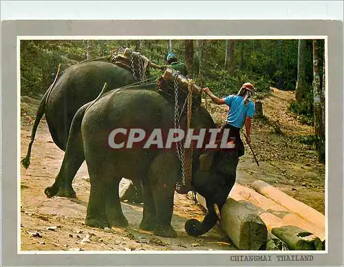 Cartes postales moderne Chiangmai Thailand Two Trained Elephants Lifting a Heavy Teak Wood Log in the Forest of Chiangma