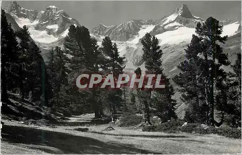 Cartes postales moderne Zermatt Arvenwald am Weg Riffelalp Findelangletscher