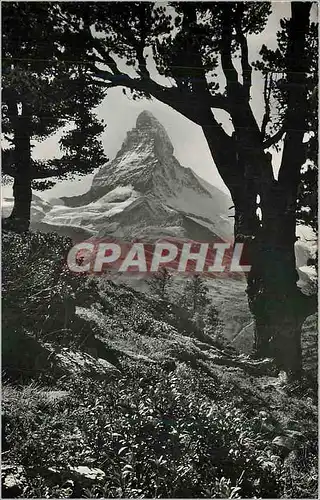 Cartes postales moderne Blick aus dem Arvenwald der Riffelalp ob Zermatt auf's Matterhorn