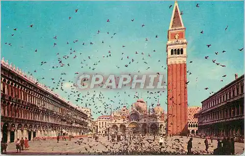 Cartes postales moderne Venezia Place St Marc Volee des Pigeons