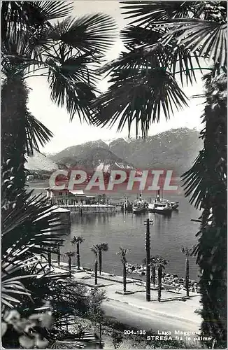 Cartes postales moderne Lago Maggiore Stresa fra le Palmo