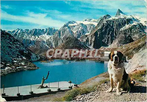 Moderne Karte Vallee d'Aoste Pittoresque Pas du Gd St Bernard m 2467 Lac et Versant Italien Chien