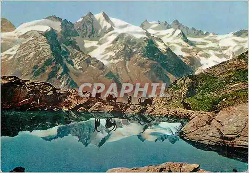 Cartes postales moderne Cogne le Petit Lac du Lauson Bouquetins