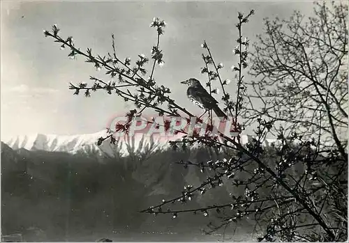 Moderne Karte Italie Montagnes Oiseau Timbre Taxe Paris