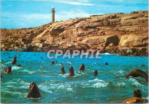 Cartes postales moderne Punta del Este (uruguay) Isla de Lobos