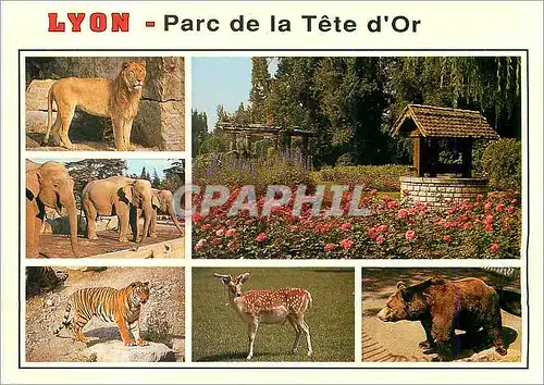 Moderne Karte Lyon Place de la Tete d'Or Lion Elephant Tigre Ours