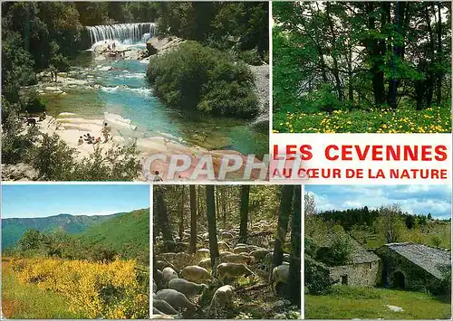 Cartes postales moderne Les Cevennes Au Coeur de la Nature Rivieres Forets Fleurs Moutons