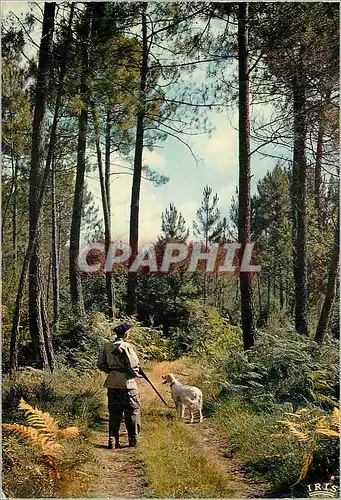 Cartes postales moderne Au Pays Landais Depart pour la Chasse Chien Chasseur