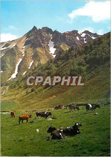 Cartes postales moderne Paturage au Pied de Sancy (Altitude 1886 m) L'Auvergne Touristique Vaches