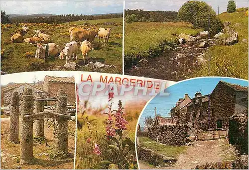 Cartes postales moderne Les Monts de la Margeride Vaste Massif Granitique du Sud Est de l'Auvergne Vaches