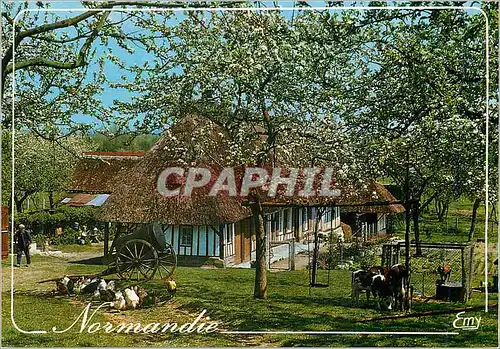 Cartes postales moderne La Normandie Pittoresque Ferme Normande dans les Pommiers en Fleurs Vaches