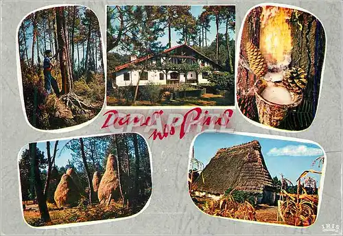 Cartes postales moderne Dans nos Pins A Travers les Landes