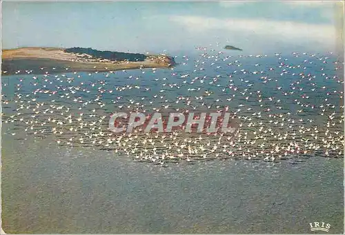 Cartes postales moderne En Camargue avec les Gardians Vue aerienne de Flamants Roses en Vol