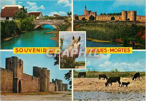Cartes postales moderne Souvenir d'Aigues Mortes Cheval Taureaux