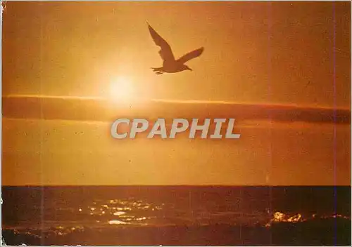 Cartes postales moderne Mouette