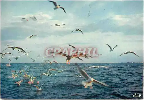 Cartes postales moderne Vol de Mouettes