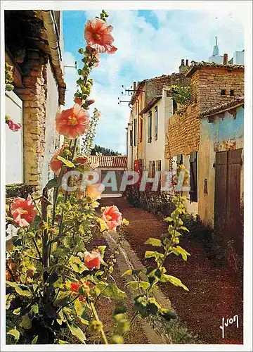 Cartes postales moderne Charente Maritime Couleurs et Lumiere de France Les Roses Tremieres le Long d'une Vieille Rue Pi