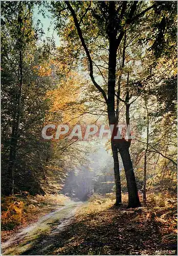 Cartes postales moderne Lamartine Paysage de France je suis d'un Pas Reveur le Sentier Solitaire