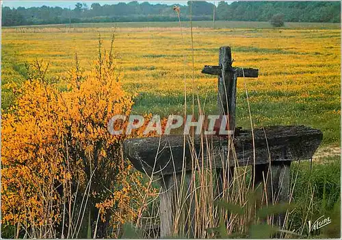 Cartes postales moderne En Sologne la Bonde aux Genets