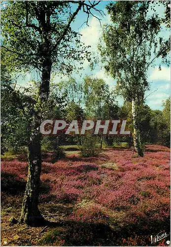 Cartes postales moderne En Sologne la Clairiere aux Bruyeres