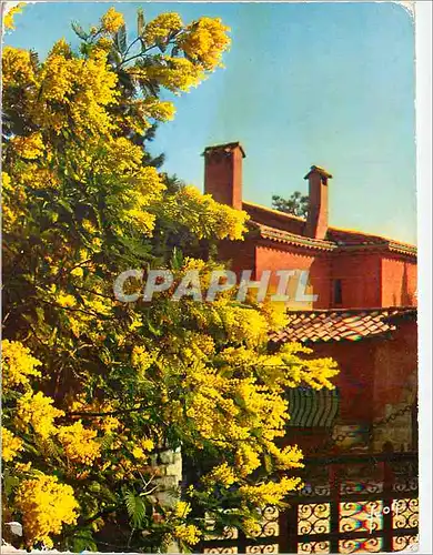 Cartes postales moderne La Cote d'Azur Miracle de la Nature Mimosas en Fleur Couleurs et Lumiere de France