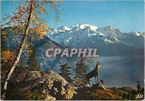 Cartes postales moderne Le Chamois des Alpes
