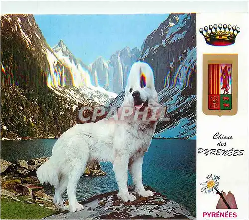 Cartes postales moderne Argeles Gazost Vier Bordes le Lac de Gaube (alt 1789m) et le Vignemale (alt 3200m) Chien des Pyr